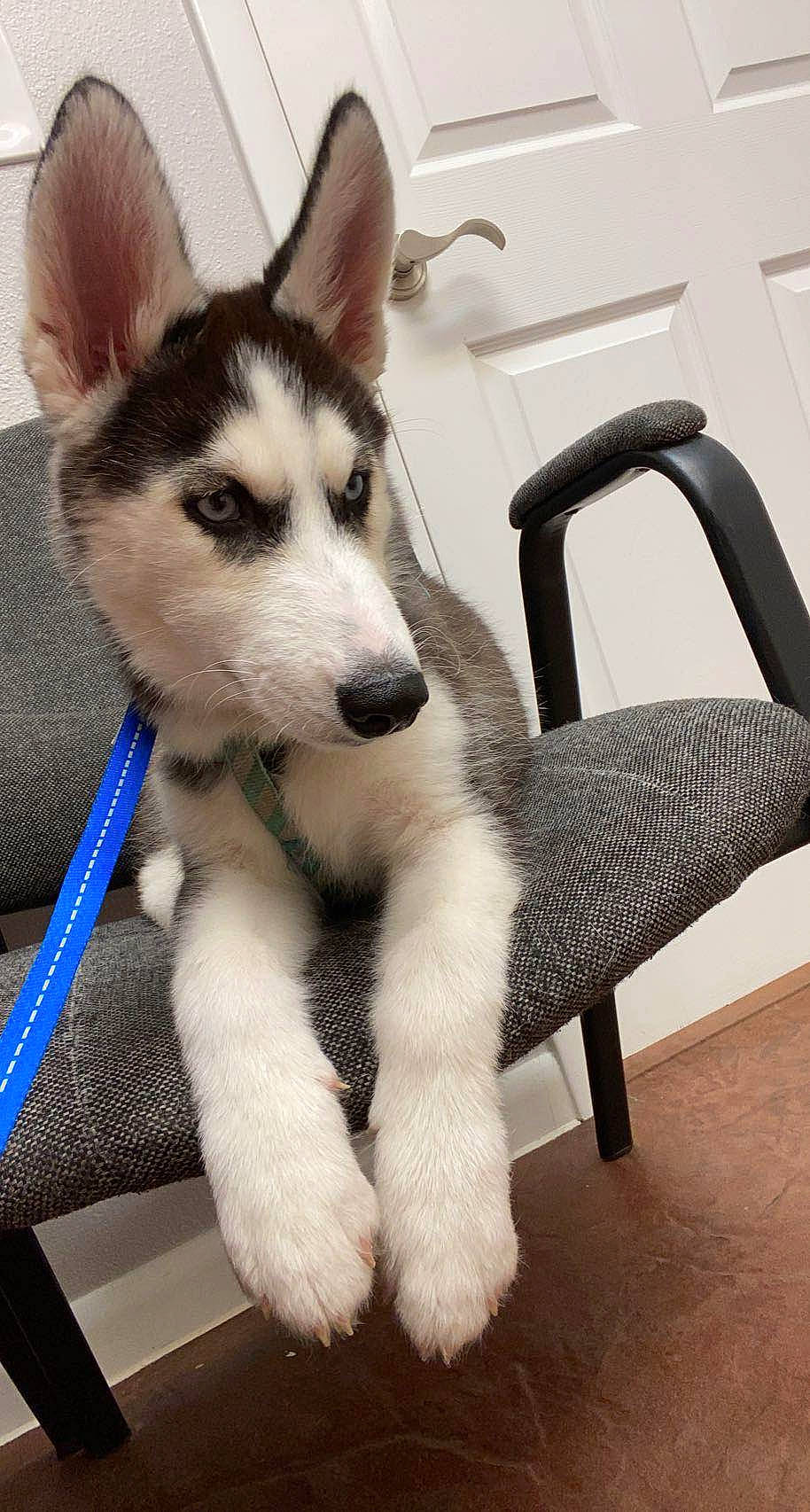 Kaiser joined the competition — help win amazing prizes! art, canidae, canis, carnivore, comfort, companion_dog, dog, dog_breed, flooring, fur, siberian_husky, sled_dog, small_to_medium_sized_cats, snout, sporting_group, tail, terrestrial_animal, whiskers, wolf, working_animal