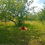 Sparky a rejoint le concours — aidez-le/la à gagner de superbes lots ! animal, backyard, brown_dog, canine, clouds, daytime, dog, garden, grass, greenery, leaves, nature, outdoor, peaceful, relaxing, resting, scenic, sky, sunlight, tree