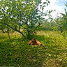 animal, backyard, brown_dog, canine, clouds, daytime, dog, garden, grass, greenery, leaves, nature, outdoor, peaceful, relaxing, resting, scenic, sky, sunlight, tree