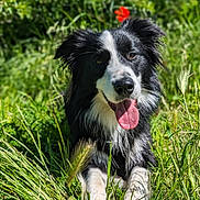 Tao participe au concours pour gagner de l'argent avec cette photo : animal, black_and_white, border_collie, canine, dog, ears, eyes, flower, fur, grass, greenery, happy, lying_down, nature, outdoor, pet, playful, portrait, sunlight, tongue_out