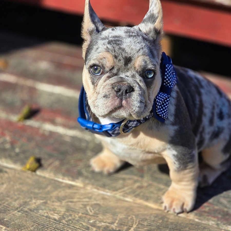 Odinn joined the competition — help win amazing prizes! accessories, animal, bostonbull, boxer, bulldog, canine, dog, formalwear, frenchbulldog, leash, pet, pitbull, pug, puppy