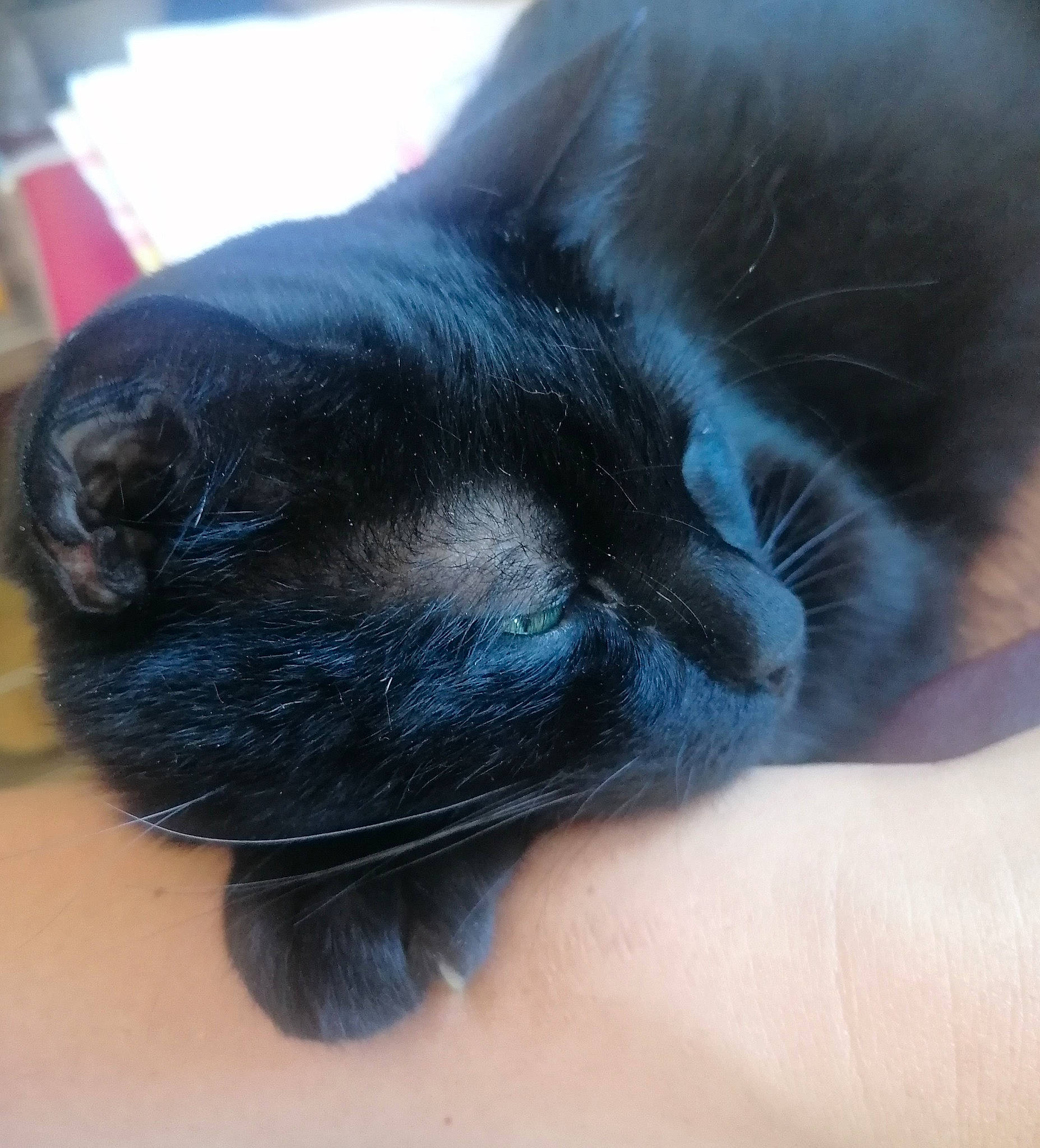 Obama participe au concours pour gagner de l'argent avec cette photo : canidae, carnivore, cat, claw, comfort, companion_dog, dog_breed, ear, electric_blue, felidae, foot, fur, gesture, paw, small_to_medium_sized_cats, snout, sporting_group, tail, terrestrial_animal, whiskers