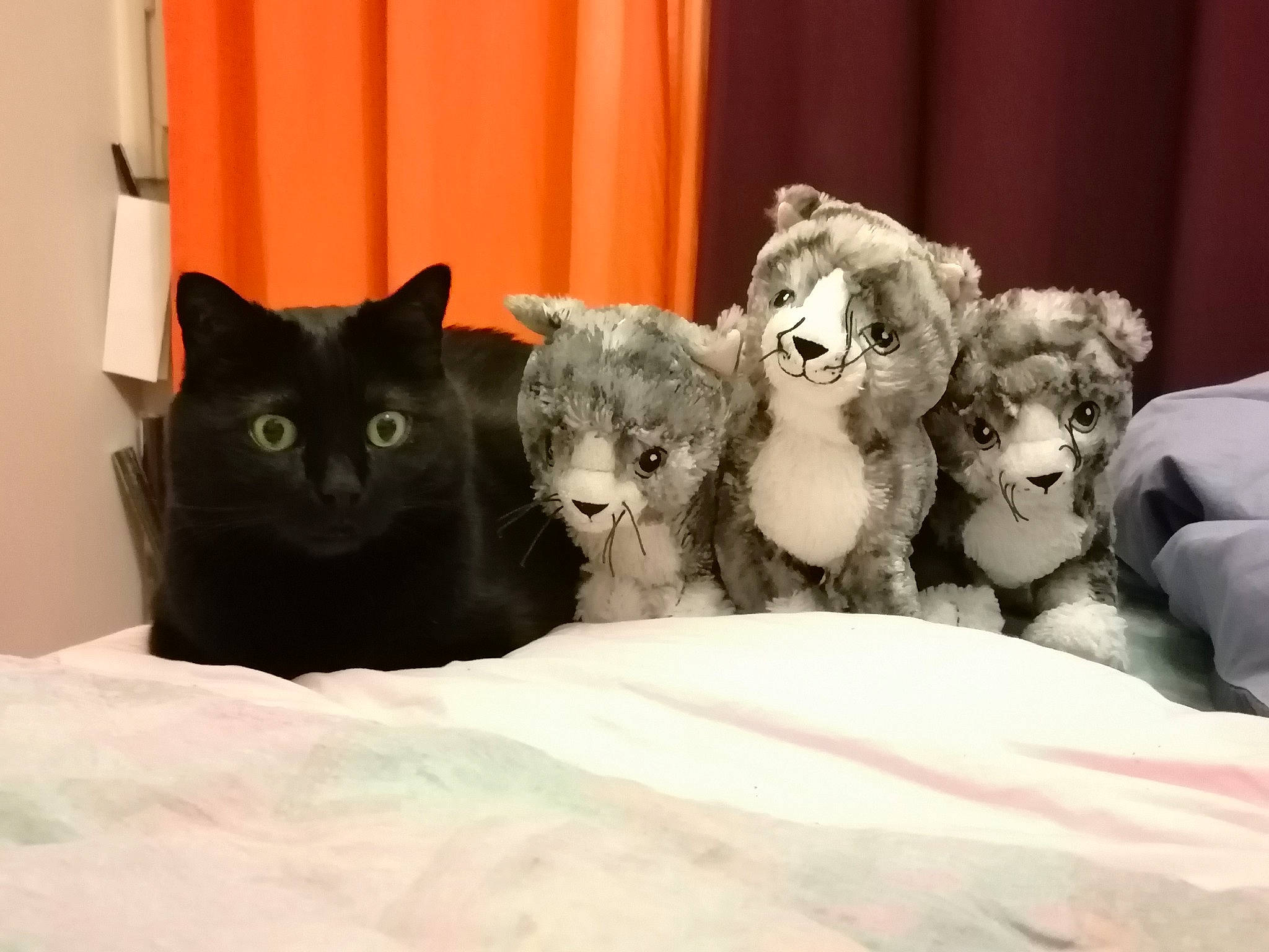 Obama participe au concours pour gagner de l'argent avec cette photo : carnivore, cat, comfort, curtain, domestic_short_haired_cat, felidae, fur, grey, paw, room, small_to_medium_sized_cats, snout, stuffed_toy, tail, terrestrial_animal, toy, vertebrate, whiskers