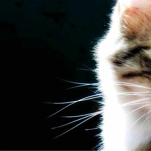 Me-mow joined the competition — help win amazing prizes!
