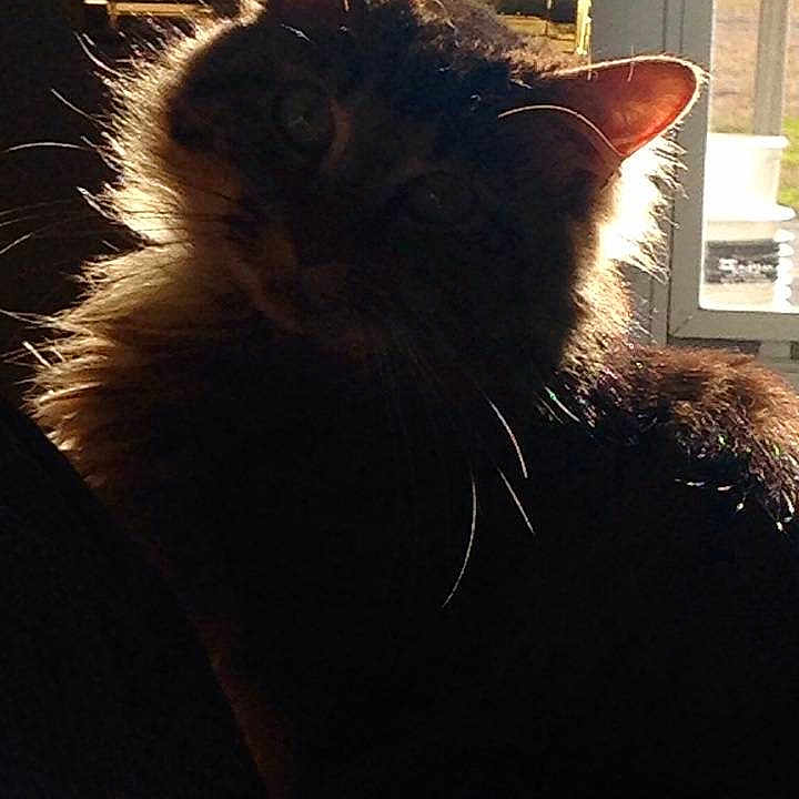Finn