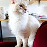 Azur a rejoint le concours — aidez-le/la à gagner de superbes lots ! cat, white_cat, fluffy, blue_eyes, indoor, couch, red_couch, pet, feline, domestic_cat, sitting, side_view, fur, whiskers, ears, shelf, household_items, cozy, portrait, animal