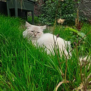 Azur a rejoint le concours — aidez-le/la à gagner de superbes lots ! cat, white_cat, grass, garden, plants, greenery, outdoor, nature, animal, feline, fluffy, pet, relaxed, lying_down, leaves, bushes, yard, brick_wall, background, wildlife