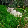 cat, white_cat, grass, garden, plants, greenery, outdoor, nature, animal, feline, fluffy, pet, relaxed, lying_down, leaves, bushes, yard, brick_wall, background, wildlife