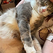 Winnie participe au concours pour gagner de l'argent avec cette photo : cat, sleeping, person, tattoo, dinosaur_tattoo, arm, indoor, box, toys, gray_cat, white_cat, fur, closeup, relaxation, cozy, nap, resting, human, pet, cute