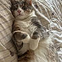 cat, sleeping, bed, blanket, cozy, furry, relaxed, indoor, pet, whiskers, paws, fur, domestic_animal, cute, resting, animal, comfort, cute_pet, tabby, striped