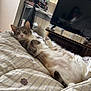 Winnie participe au concours pour gagner de l'argent avec cette photo : cat, bed, blanket, indoor, relaxed, feline, fur, striped, white, gray, domestic, pet, resting, cozy, television, desk, curtain, home, comfort, sleepy