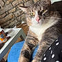Winnie participe au concours pour gagner de l'argent avec cette photo : cat, feline, pet, lap, relaxed, stretching, indoor, stone_wall, sofa, blue_jeans, polka_dot, fur, whiskers, pink_nose, yellow_eyes, houseplant, table, can, casual, cozy
