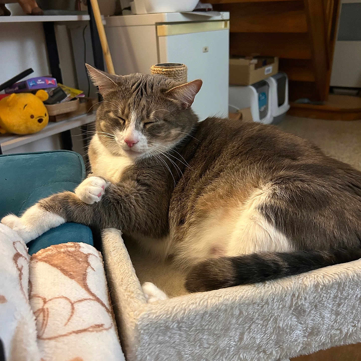 Winnie a rejoint le concours — aidez-le/la à gagner de superbes lots ! blanket, cat, cat_tree, cozy, domestic_cat, face, fur, furniture, home, indoor, paw, pet, relaxed, shelf, sleeping, stuffed_toy, tail, whiskers, winnie_the_pooh, wooden_stairs