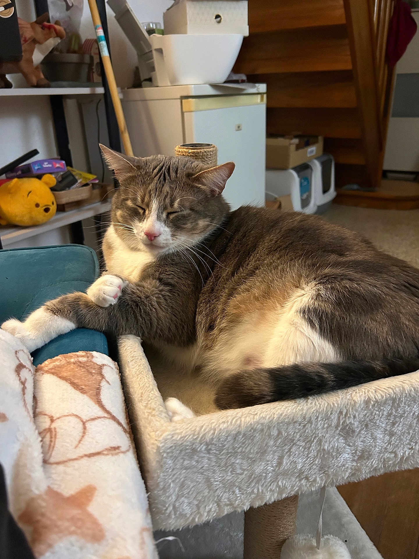 Winnie a rejoint le concours — aidez-le/la à gagner de superbes lots ! cat, sleeping, cat_tree, indoor, furniture, shelf, stuffed_toy, winnie_the_pooh, blanket, paw, relaxed, domestic_cat, pet, cozy, fur, face, whiskers, tail, home, wooden_stairs