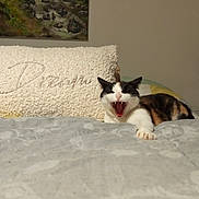 Nounouche a rejoint le concours — aidez-le/la à gagner de superbes lots ! cat, black_and_white_cat, bed, pillow, decor, painting, indoor, yawning_cat, stretching, cozy, furniture, home, animal, pet, relaxing, sleepy, calm, soft_texture, whiskers, claws