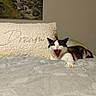 cat, black_and_white_cat, bed, pillow, decor, painting, indoor, yawning_cat, stretching, cozy, furniture, home, animal, pet, relaxing, sleepy, calm, soft_texture, whiskers, claws