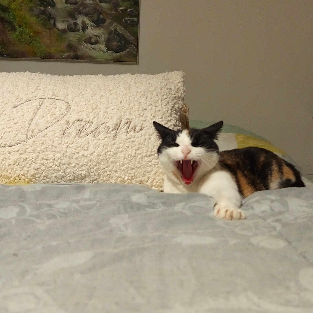 Nounouche a rejoint le concours — aidez-le/la à gagner de superbes lots ! cat, black_and_white_cat, bed, pillow, decor, painting, indoor, yawning_cat, stretching, cozy, furniture, home, animal, pet, relaxing, sleepy, calm, soft_texture, whiskers, claws
