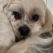 Yoshi joined the competition — help win amazing prizes! animal, canine, close_up, cozy, cute, dog, eyes, face, fluffy, fur, indoor, muzzle, nose, pet, portrait, resting, snout, soft, whiskers, white_fur