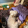 dog, curly_fur, blanket, wooden_floor, shoe, toy, cord, indoor, pet, resting, cozy, clutter, furniture, curtain, cage, flooring, animal, domestic, relaxing, stuffed_toy
