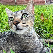 Mario is registered to the contest to win money with this photo: cat, tabby, grass, outdoor, green_eyes, whiskers, brick_wall, nature, pet, animal, fur, closeup, curious, mammal, laying_down, background, daylight, ears, nose