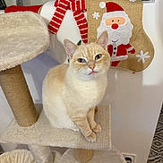 Mia a rejoint le concours — aidez-le/la à gagner de superbes lots ! cat, cream_colored, cat_tree, feline, indoor, holiday, santa_stocking, decor, pet, fur, whiskers, ears, paws, playful, cute, animal, domestic, furniture, wall, floor