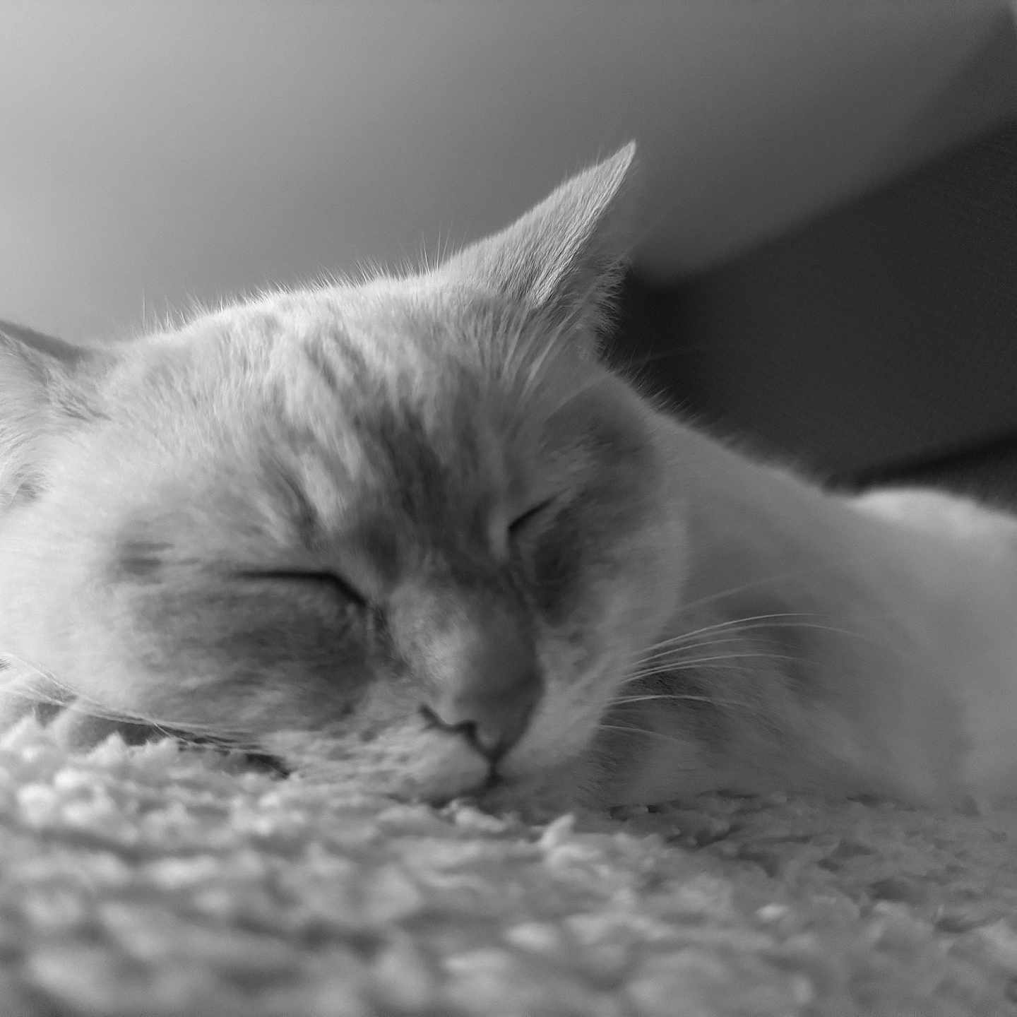 Mia a rejoint le concours — aidez-le/la à gagner de superbes lots ! animal, black_and_white, calm, cat, close_up, cozy, ears, fur, indoor, mammal, nose, peaceful, pet, portrait, quiet, resting, sleeping, soft_light, texture, whiskers