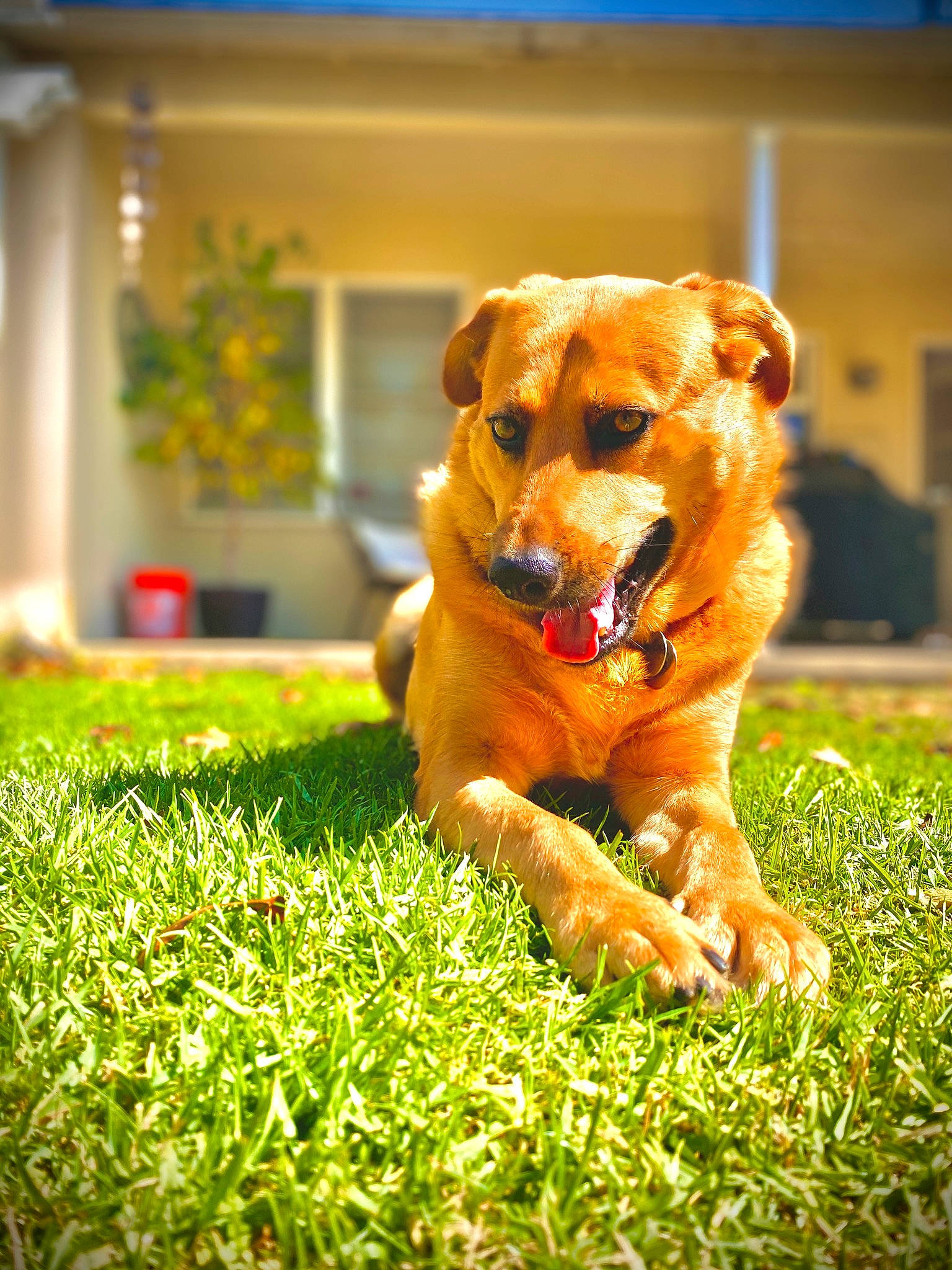 Bailey is registered to the contest to win money with this photo: canidae, carnivore, companion_dog, dog, dog_breed, fawn, grass, mammal, plant, puppy, snout, sporting_group