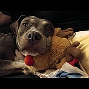 Leah is registered to the contest to win money with this photo: dog, plush_toy, reindeer, snuggling, couch, blanket, pet, relaxed, cozy, brown, fur, animal, indoor, closeup, cute, resting, soft_toy, companion, domestic_animal, sleepy