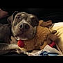 dog, plush_toy, reindeer, snuggling, couch, blanket, pet, relaxed, cozy, brown, fur, animal, indoor, closeup, cute, resting, soft_toy, companion, domestic_animal, sleepy