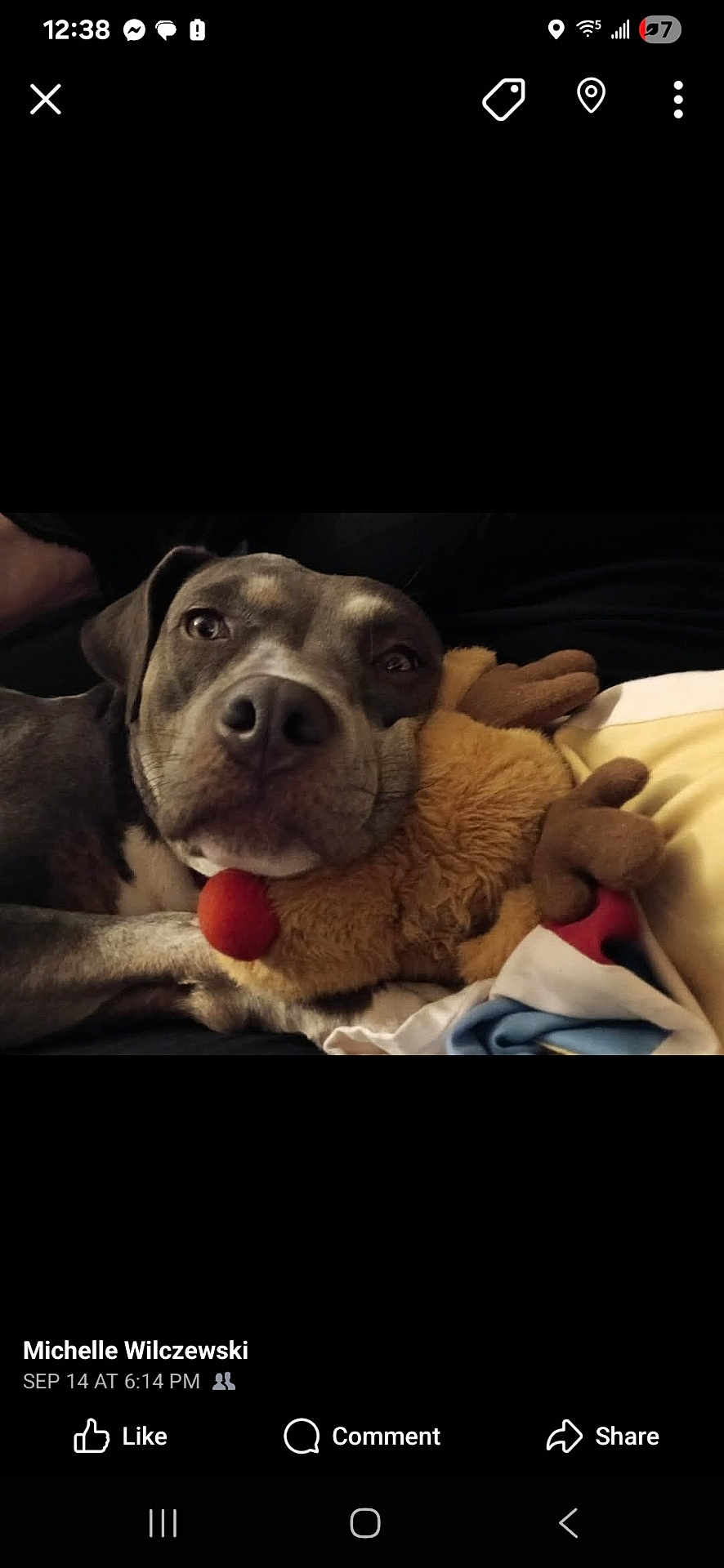 Leah is registered to the contest to win money with this photo: dog, plush_toy, reindeer, snuggling, couch, blanket, pet, relaxed, cozy, brown, fur, animal, indoor, closeup, cute, resting, soft_toy, companion, domestic_animal, sleepy