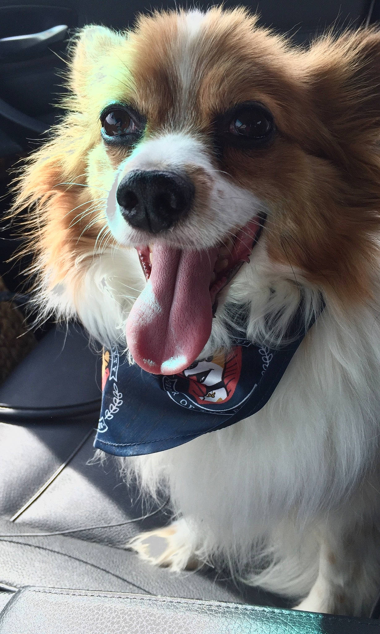 Pierre joined the competition — help win amazing prizes! canidae, carnivore, collar, companion_dog, dog, dog_breed, dog_supply, fawn, fur, light, mammal, papillon, photograph, snapshot, snout, sporting_group, terrestrial_animal, toy_dog, vertebrate, whiskers