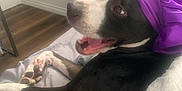 Shadow is registered to the contest to win money with this photo: dog, black_and_white, headscarf, purple, bed, blanket, indoors, happy, pet, canine, fur, tongue, relaxed, paw, resting, smiling, wooden_floor, furniture, cozy, portrait