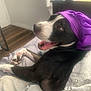 dog, black_and_white, headscarf, purple, bed, blanket, indoors, happy, pet, canine, fur, tongue, relaxed, paw, resting, smiling, wooden_floor, furniture, cozy, portrait