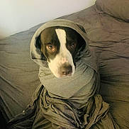Shadow is registered to the contest to win money with this photo: dog, blanket, bed, gray, wrapped, indoor, pet, canine, portrait, animal, cozy, looking_up, fur, resting, soft, face, expression, comfort, domestic, cute