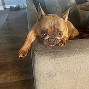 Ivy is registered to the contest to win money with this photo: dog, french_bulldog, pet, couch, living_room, relaxed, brown_dog, wood_floor, furniture, indoors, resting, canine, paw, ear, snout, animal, companion, cute, expression, home