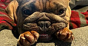 Ivy joined the competition — help win amazing prizes! dog, french_bulldog, pet, close_up, paws, face, wrinkles, ears, couch, blanket, indoor, window, natural_light, animal, cute, resting, brown, fur, nose, tongue