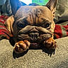 french_bulldog, dog, pet, animal, close_up, face, paws, wrinkles, couch, blanket, indoor, cozy, portrait, brown, ears, snout, window, light, resting, cute