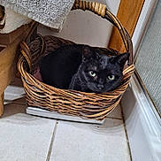 Zoey joined the competition — help win amazing prizes! cat, black_cat, basket, woven_basket, tiled_floor, door, towel, indoor, pet, feline, resting, cozy, curled_up, animal, domestic_cat, floor, wooden_frame, green_eyes, quiet, relaxed
