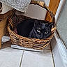 cat, black_cat, basket, woven_basket, tiled_floor, door, towel, indoor, pet, feline, resting, cozy, curled_up, animal, domestic_cat, floor, wooden_frame, green_eyes, quiet, relaxed