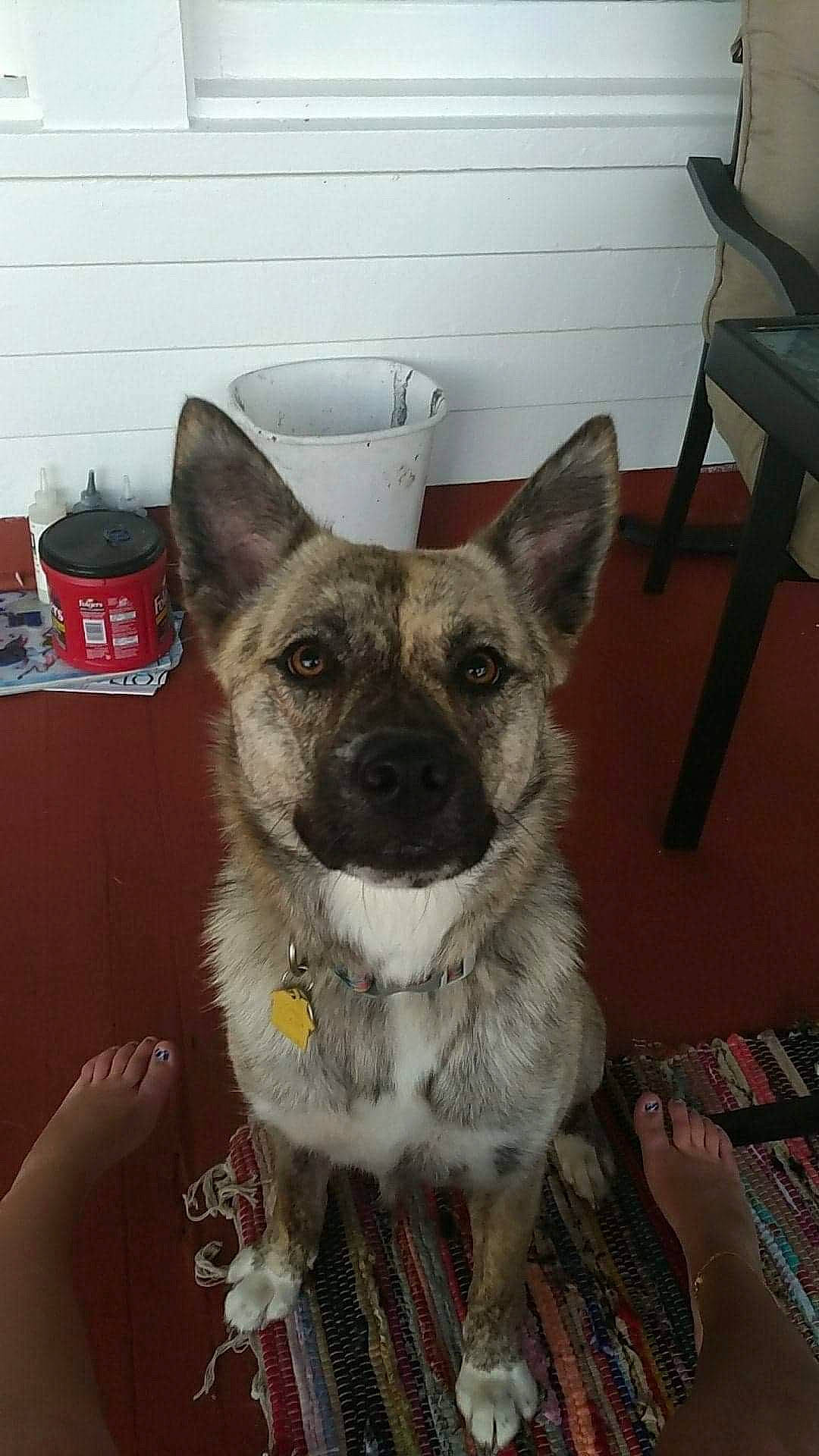 Hachi is registered to the contest to win money with this photo: canidae, carnivore, dog, dog_breed, fawn, mammal, norwegian_elkhound, rare_breed_dog, snout, swedish_vallhund, vertebrate