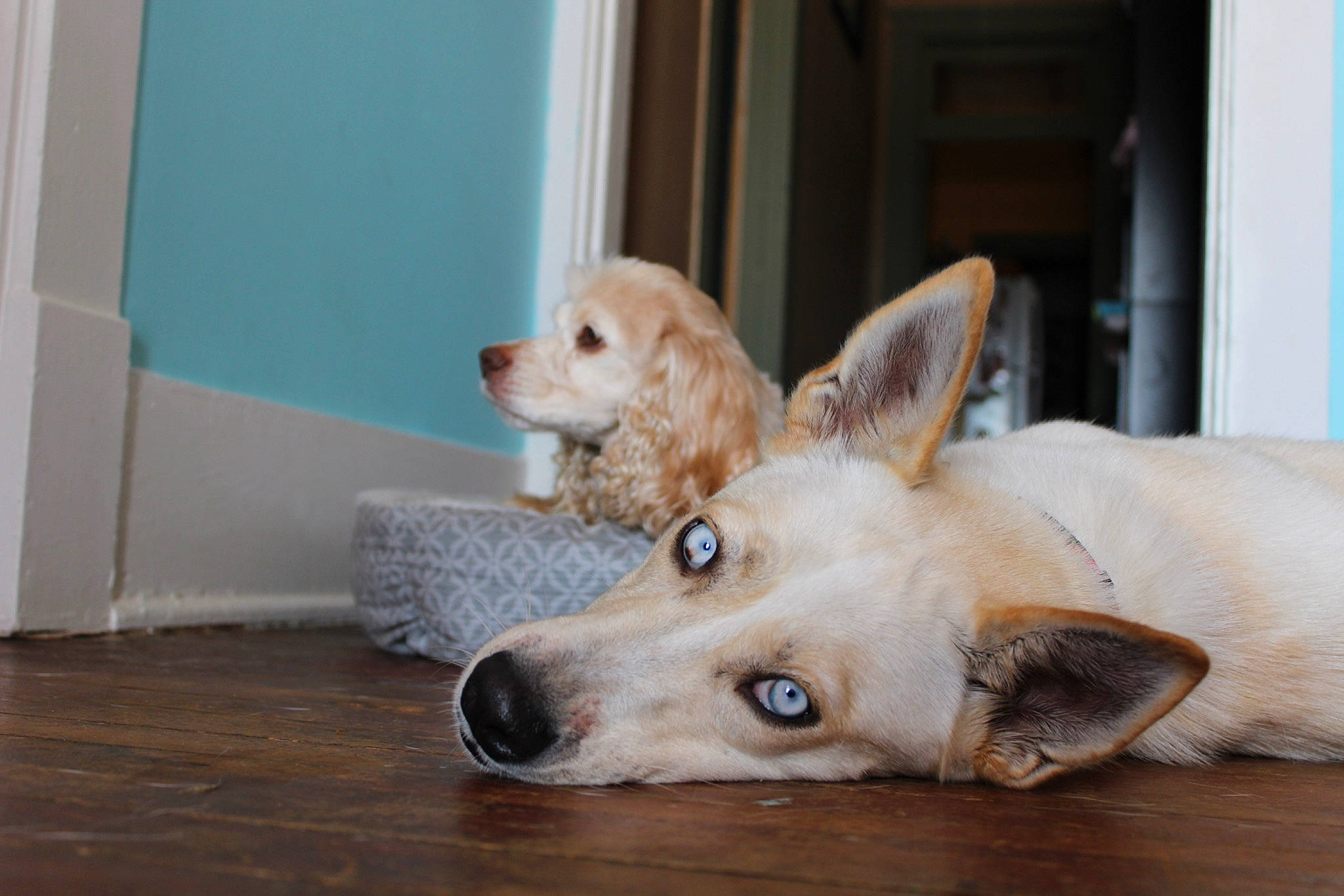 Jackie is registered to the contest to win money with this photo: canidae, carnivore, companion_dog, dog, dog_breed, fawn, floor, flooring, golden_retriever, labrador_retriever, mammal, paw, pembroke_welsh_corgi, rare_breed_dog, retriever, snout, sporting_group, vertebrate