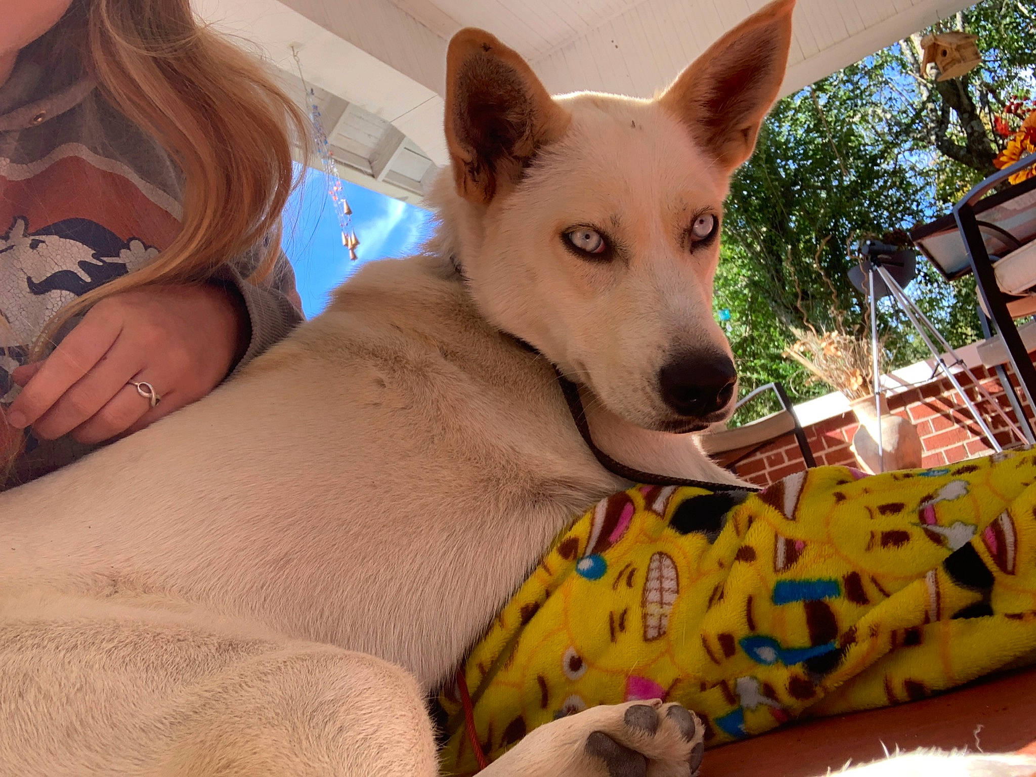 Jackie joined the competition — help win amazing prizes! ancient_dog_breeds, canaan_dog, canidae, carnivore, carolina_dog, dog, dog_breed, korean_jindo_dog, mammal, non_sporting_group, norwegian_buhund, pariah_dog, siberian_husky, vertebrate, working_dog