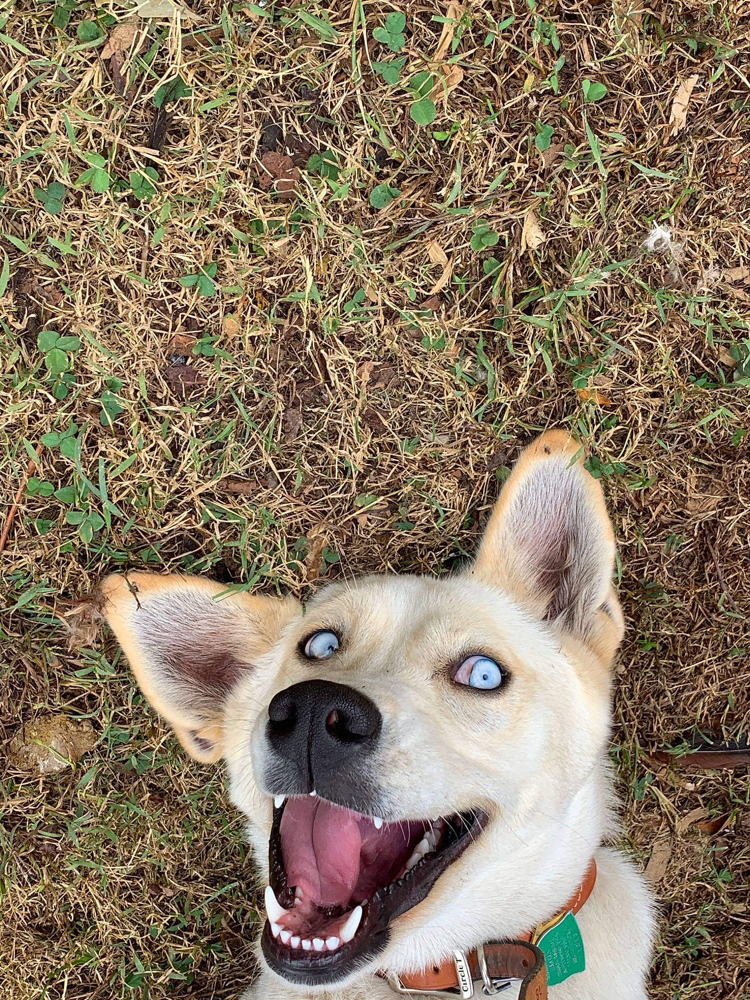 Jackie is registered to the contest to win money with this photo: canaan_dog, canidae, carnivore, carolina_dog, czechoslovakian_wolfdog, dog, dog_breed, fawn, grass, mammal, northern_inuit_dog, norwegian_buhund, nose, pariah_dog, plant, saarloos_wolfdog, siberian_husky, snout, vertebrate, wolfdog