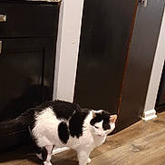 Jacque joined the competition — help win amazing prizes! animal, appliance, black_and_white, cabinet, cat, countertop, curious, domestic, feline, floor, home, indoor, kitchen, pet, quiet, red_pot, standing, still_life, wall, wooden_floor