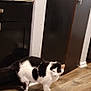 animal, appliance, black_and_white, cabinet, cat, countertop, curious, domestic, feline, floor, home, indoor, kitchen, pet, quiet, red_pot, standing, still_life, wall, wooden_floor