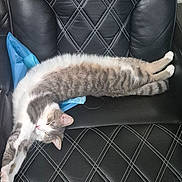 Chevy is registered to the contest to win money with this photo: cat, feline, stretching, relaxing, chair, black_leather, white_stitching, fur, tabby, pet, animal, sleeping, cozy, indoor, whiskers, paws, tail, cute, resting, domestic