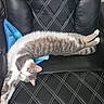 cat, feline, stretching, relaxing, chair, black_leather, white_stitching, fur, tabby, pet, animal, sleeping, cozy, indoor, whiskers, paws, tail, cute, resting, domestic
