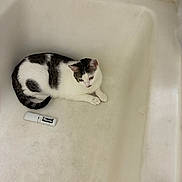 Princess is registered to the contest to win money with this photo: cat, bathtub, white, black, fur, animal, pet, indoor, resting, curled_up, small_object, worn, texture, quiet, relaxed, corner, floor, cleaning_item, bathroom, domestic
