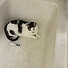 cat, bathtub, white, black, fur, animal, pet, indoor, resting, curled_up, small_object, worn, texture, quiet, relaxed, corner, floor, cleaning_item, bathroom, domestic