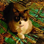 Nevaeh is registered to the contest to win money with this photo: cat, siamese, pet, animal, indoor, collar, tag, fur, whiskers, paws, blanket, pattern, colorful, resting, cute, looking, eyes, domestic, mammal, laying